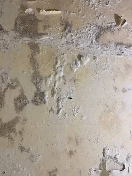 Best Residential Mold Remediation in Ruthers, CA