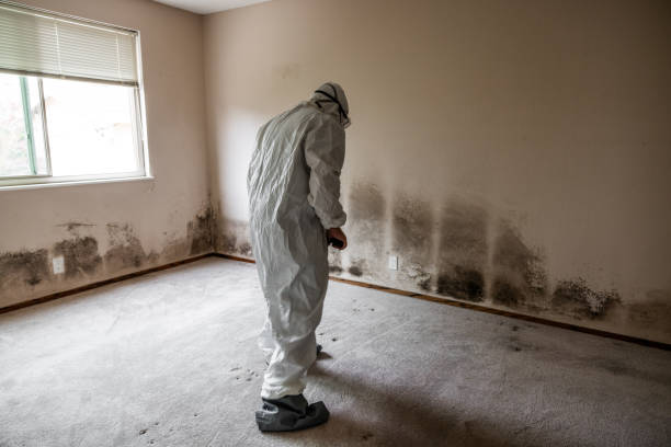 Best Basement Mold Remediation in Ruthers, CA