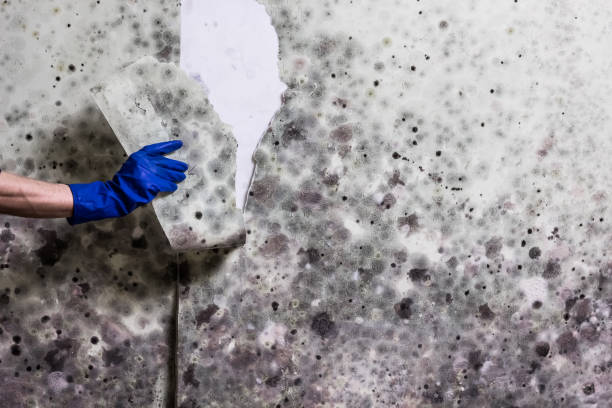 Reliable Caruthers, CA Mold Remediation Solutions